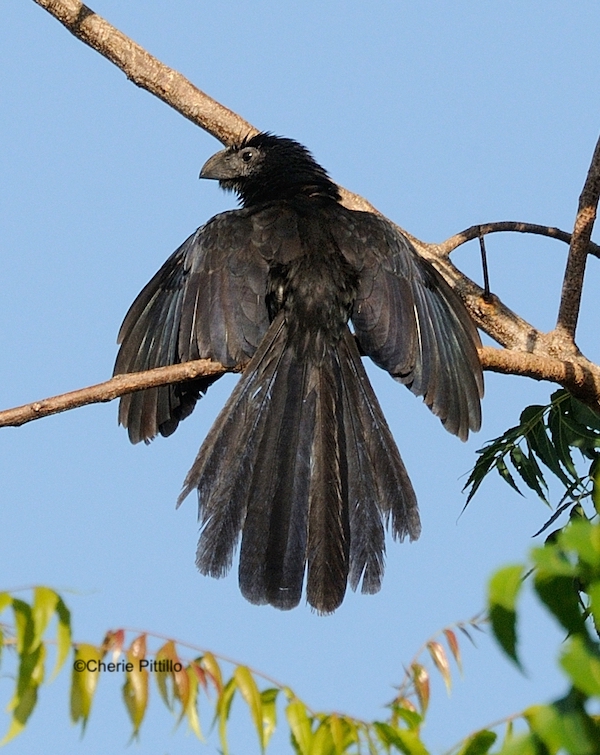 This image has an empty alt attribute; its file name is 6-Groove-billed-Ani-sunning.jpg