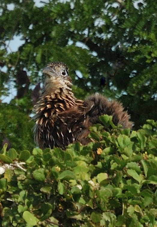 This image has an empty alt attribute; its file name is 8-What-is-this-Lesser-Roadrunner-doing.jpg