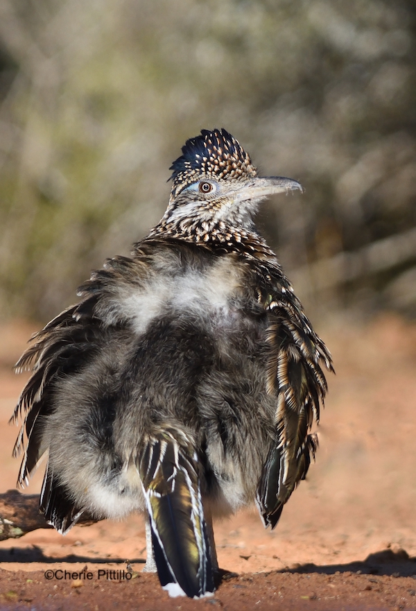 This image has an empty alt attribute; its file name is 9-Greater-Roadrunner-exposes-solar-panel-on-back.jpg