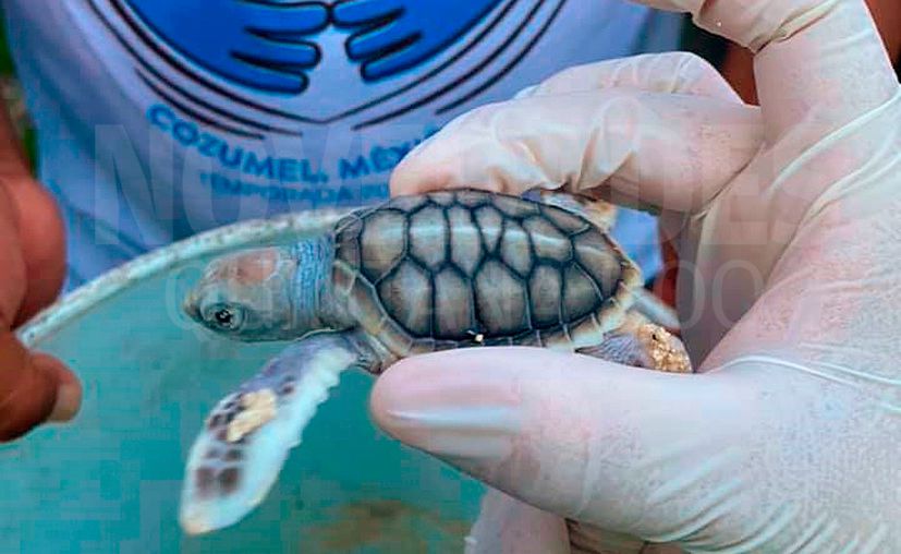 Albino baby sea turtle born in Cozumel – The Yucatan Times
