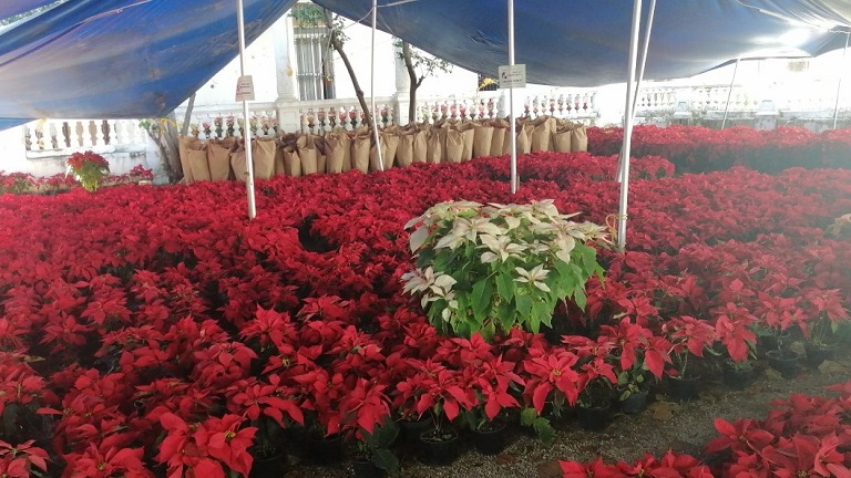 As every year, the traditional Poinsettia flowers come from Puebla to  Mérida – The Yucatan Times