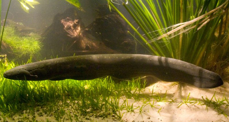 Shocking news: There are actually three species of electric eel in