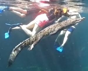 Meet Panchito, the croc who swims with tourists in a Tulum cenote ...