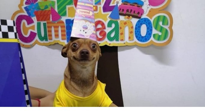 smiling birthday dog