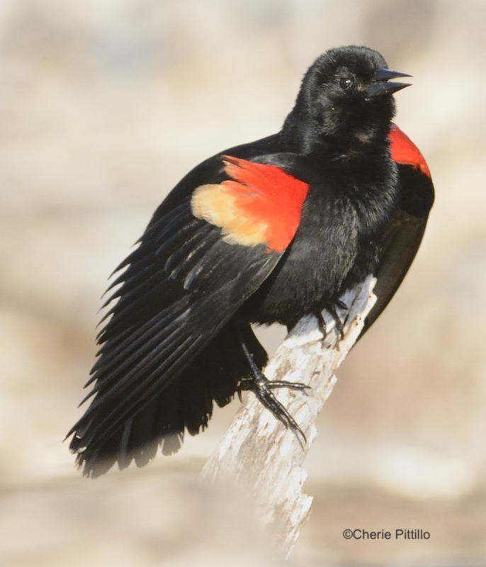 BACKYARD BIRDING IN MERIDA, YUCATAN AND BEYOND – HANKY PANKY IN THE GRASS:  RED-WINGED BLACKBIRD – The Yucatan Times