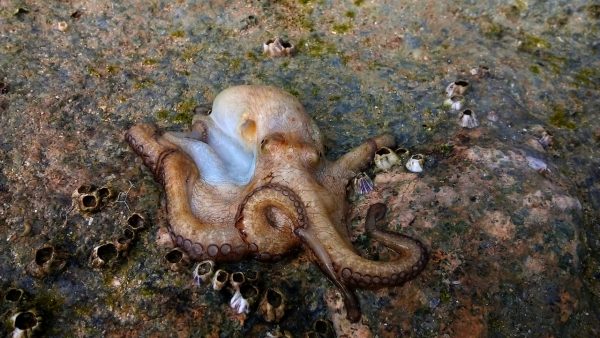 Octopus fishing season continues without good results this year