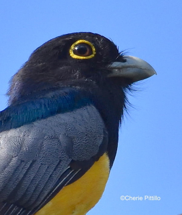 Backyard Birding In Merida Yucatan And Beyond What S The Eye Deal Eyelids And Eye Rings Part 1 Of 2 The Yucatan Times