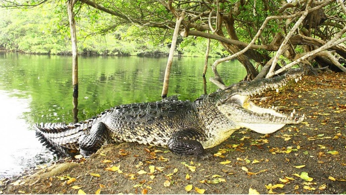Crocodile Attacks A British Woman Near Puerto Escondido Oaxaca The Yucatan Times