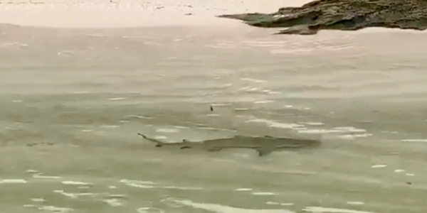Shark caught swimming off the beach in Cozumel (VIDEO) – The Yucatan Times