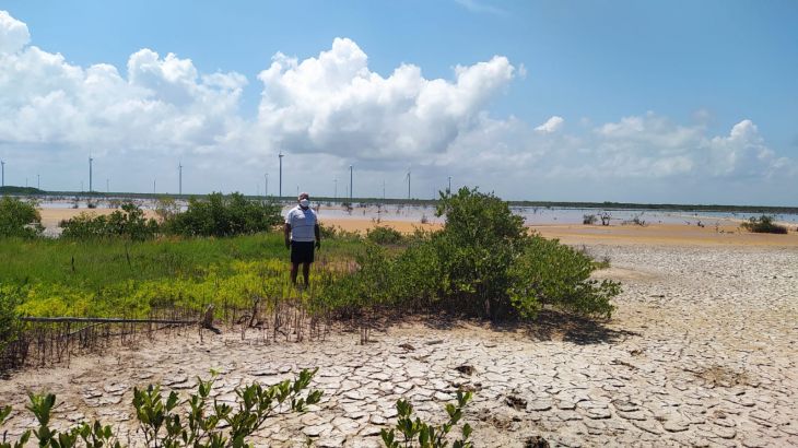 Campeche loses 2,000 hectares of mangroves a year, reveals biologist ...