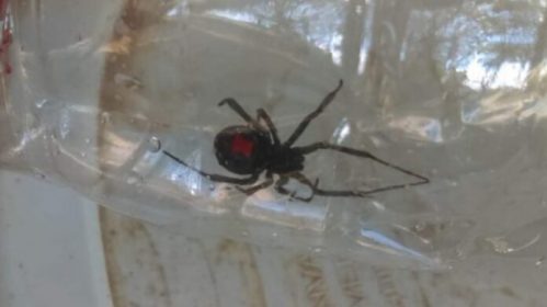 Fear for the appearance of the Black Widow spider in Peto, Yucatán ...