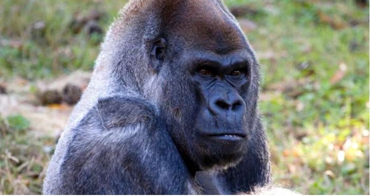 Ozzie, the world&#39;s oldest male gorilla dies at age 61 – The Yucatan Times