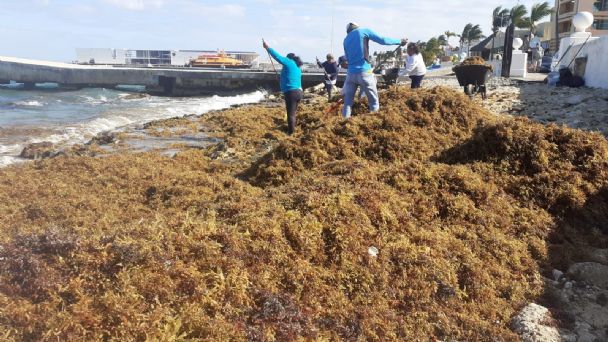 Sargassum lands on Cozumel beach along with cold front #22 – The Yucatan  Times