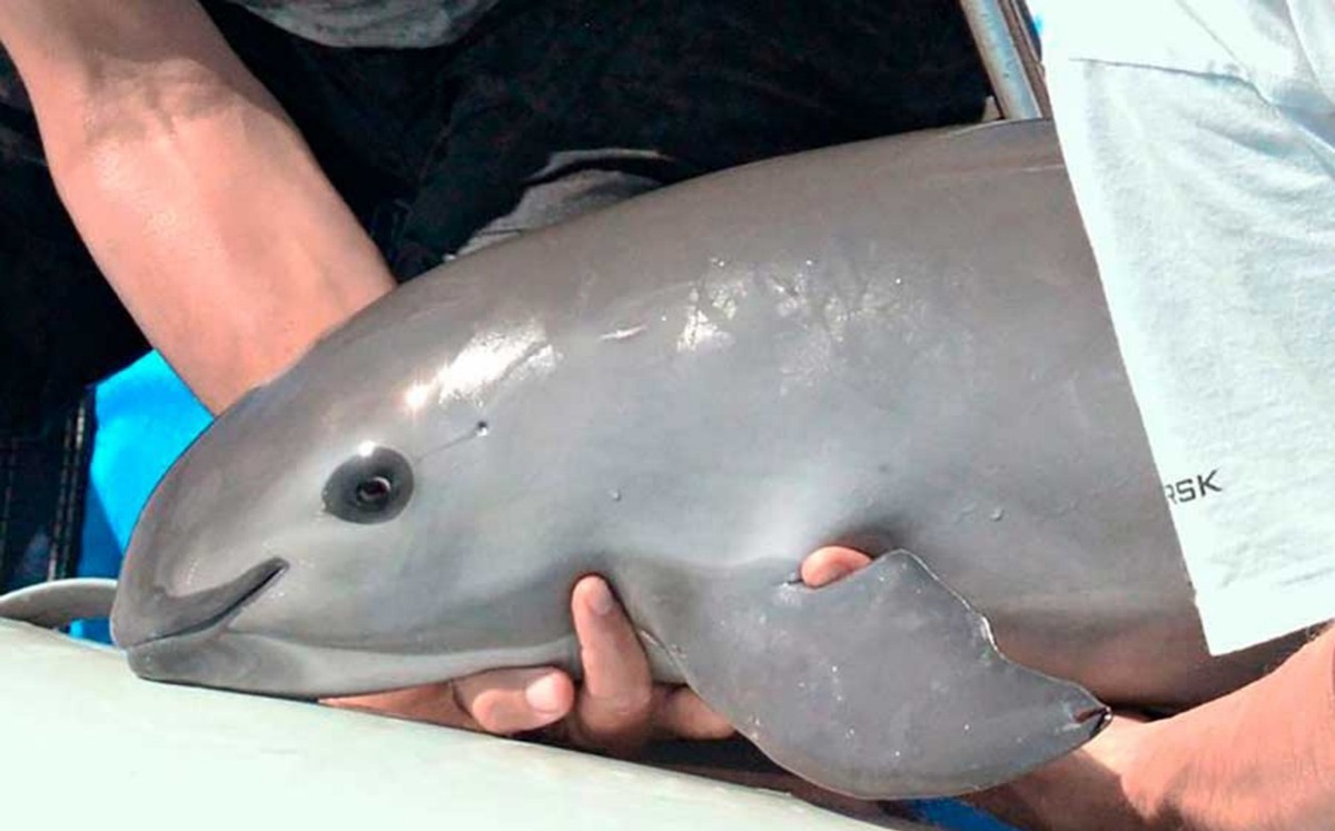 Vaquita Marina is inevitably on the verge of extinction The Yucatan Times