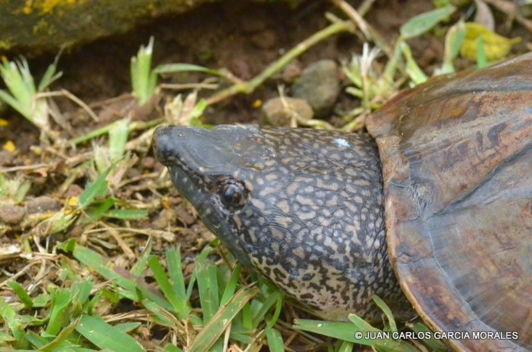 ‘Guao’ Turtle is considered dangerous due to its powerful mouth - The ...