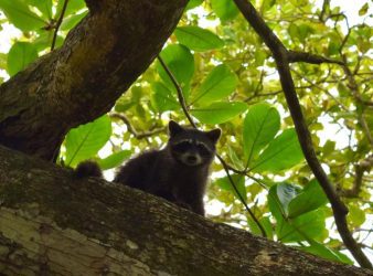 Quintana Roo holds the largest jaguar population nationwide - The Yucatan  Times