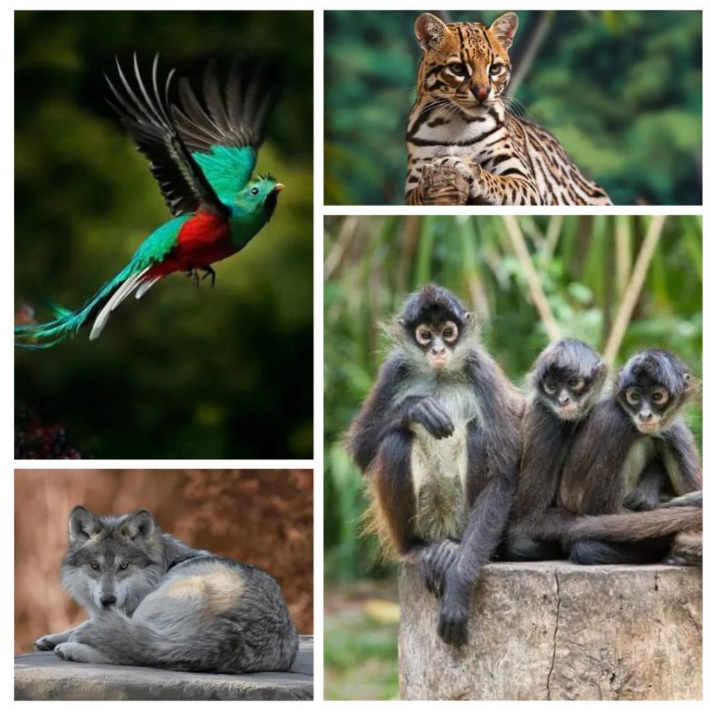 One of the most biodiverse countries in the world: 10 wild animals in ...