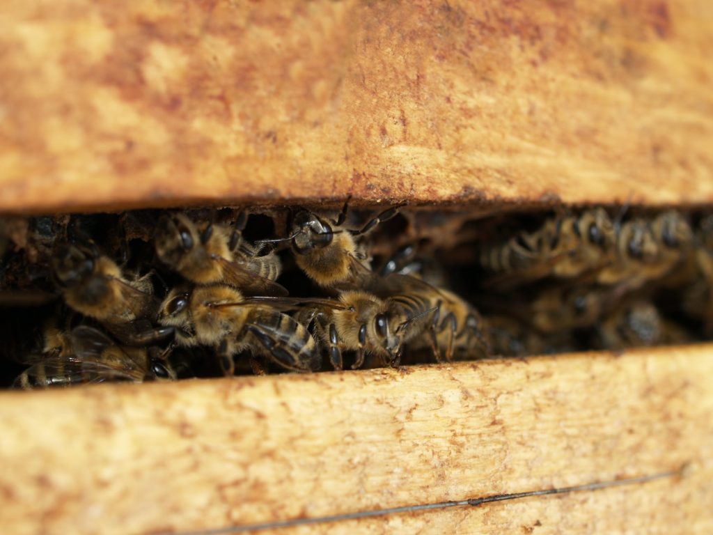 photo of bees