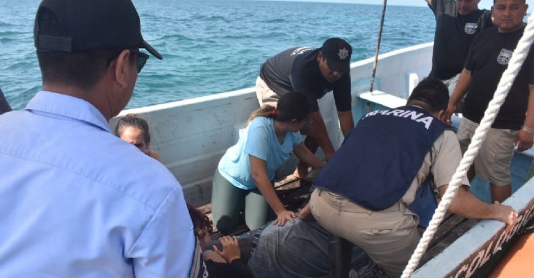 Ecological police release dolphin that landed in Chicxulub Puerto - The ...