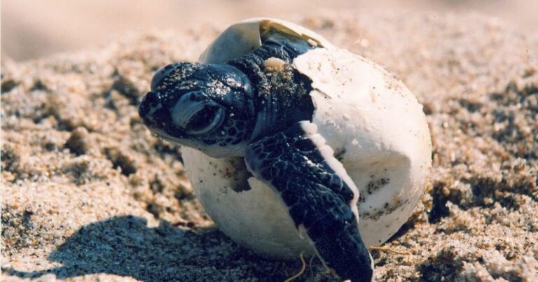 Turtle nesting season begins in Yucatán - The Yucatan Times