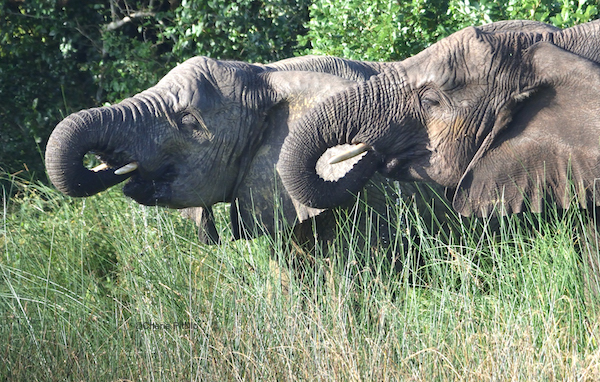 Why do elephants have tusks, big ears and long trunks?