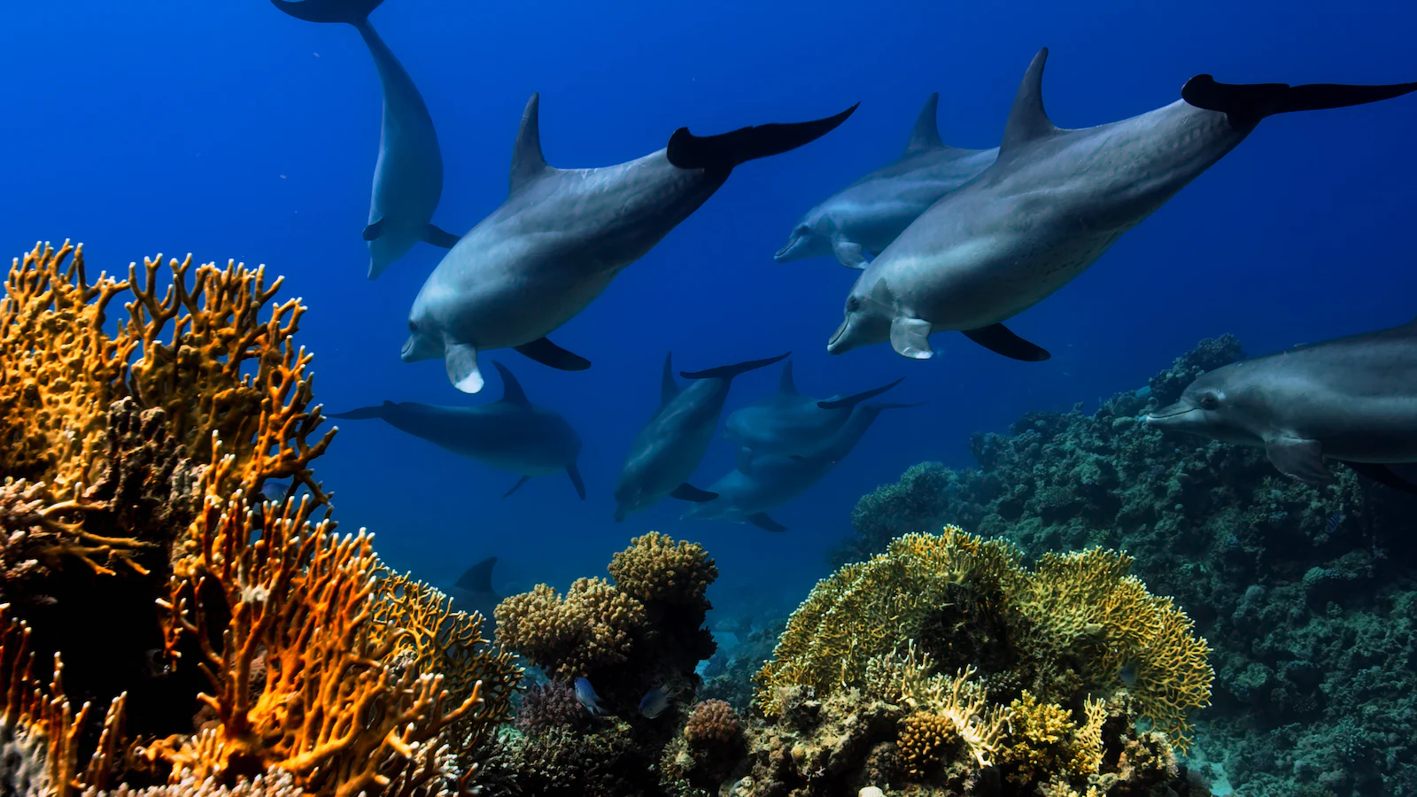 Coastline Dolphins