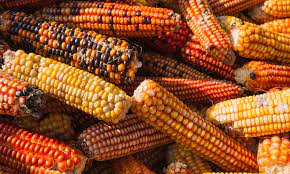 Medicinal uses of corn in Mexico - The Yucatan Times