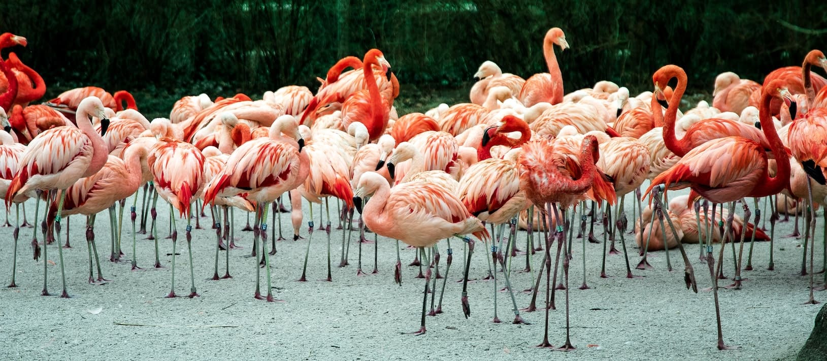 Pombo rosa é encontrado em Nova York e recebe o nome de Flamingo - Notícias  - R7 Internacional