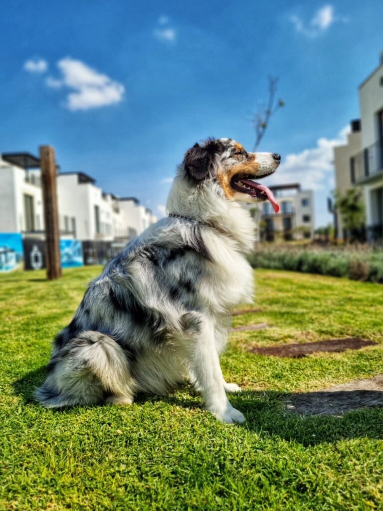 Prestige Australian Shepherds