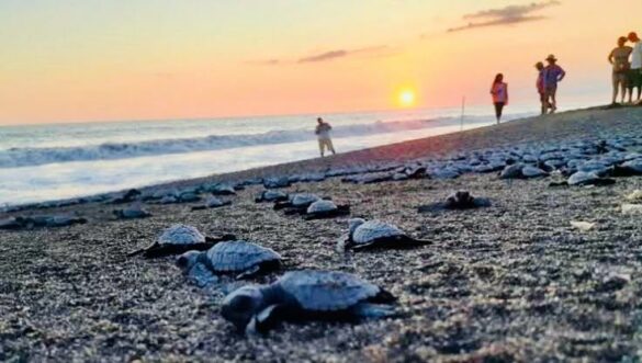 Creating Awareness: Baby Turtles Released In Progreso - The Yucatan Times